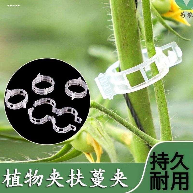 Nho Khóa Leo Nho Nho Nho Nho Cây Nho Hiệu Chỉnh Rau Khóa Kéo Ấm Hoa Xanh Lá Cây Vườn Cây Xanh Nhánh 