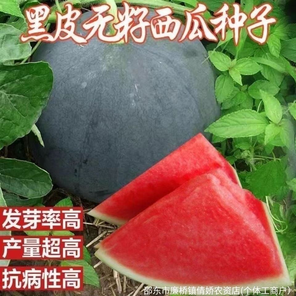 Da Đen Hạt Dưa Hấu Không Hạt Trái Cây Lớn Da Đen Hạt Dưa Hấu Da Mỏng Không Hạt Ngọt Không Hạt Da Đen