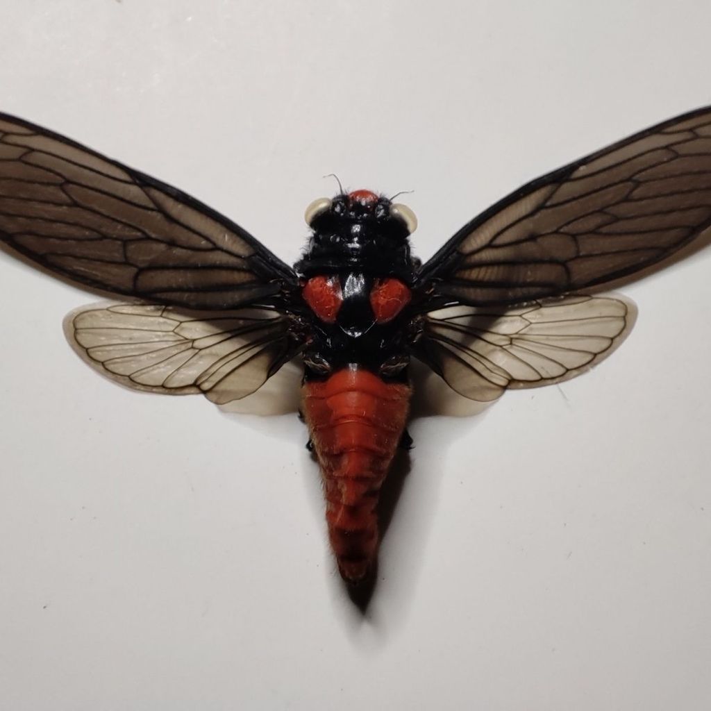 Mẫu Cicada, Cicada đỏ.Handmade Niche Mẫu côn trùng thật.Dedicated