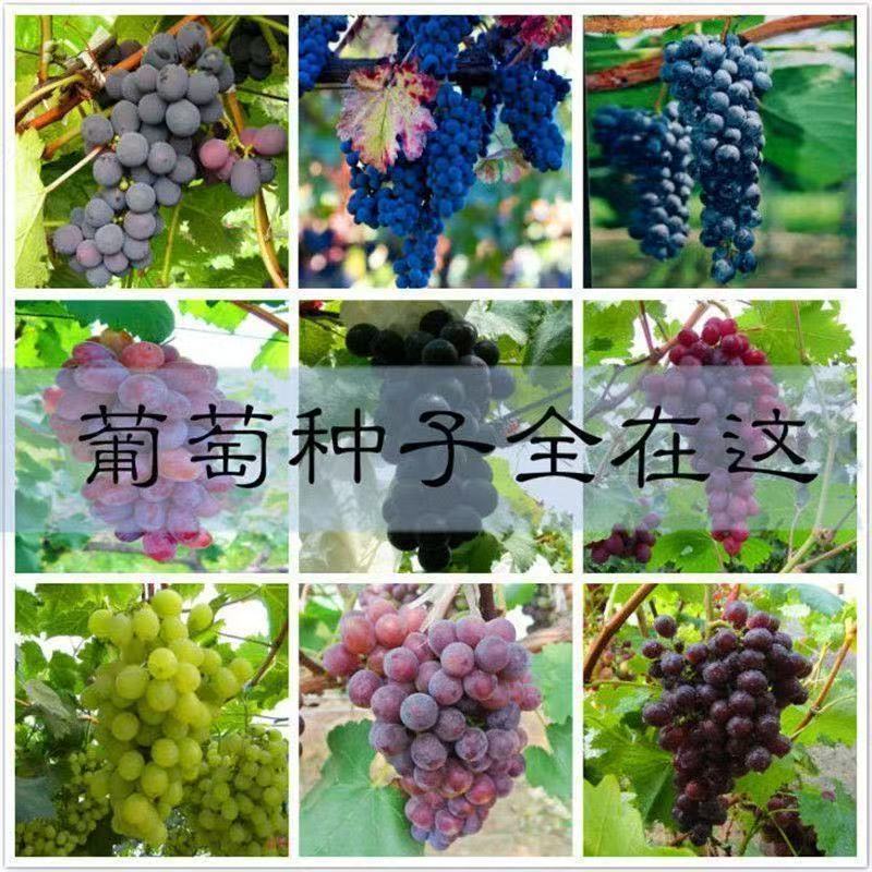 Hạt Nho Bốn Mùa Ban Công Chậu Cây Kyoho Hoa Hồng Hương Nho Nho Không Hạt Hạt Hạt Giống Trái Cây Sapl