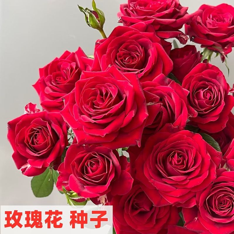 Hạt giống hoa hồng p280 / 15