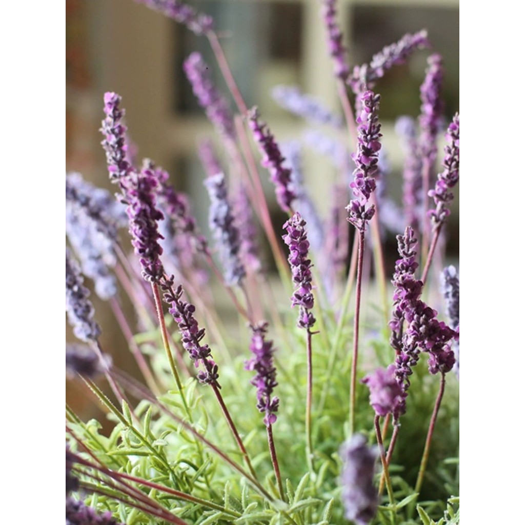 Juhan Lavender Field Siêu Mô Phỏng Cây Hoa Provence Tím Xuất Khẩu Châu Âu Bó Hoa