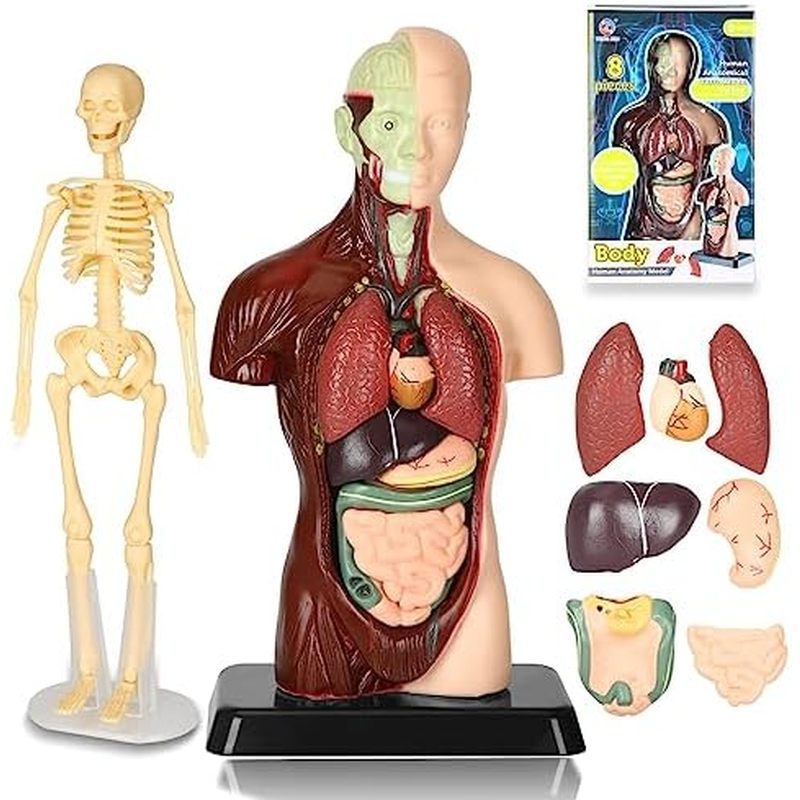 9.6inch Human Body Model for Kids, 8 Pcs Removable Parts Human Anatomical Torso Model with Skeleton 