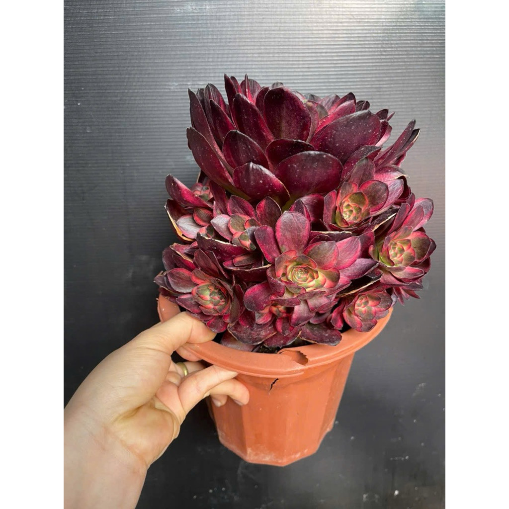 Sen Đá Aeo Nữ Hoàng Giống Mới Siêu Đẹp Chuẩn Y Hình Sen Đá Đà Lạt Đã Thuần Khí Hậu