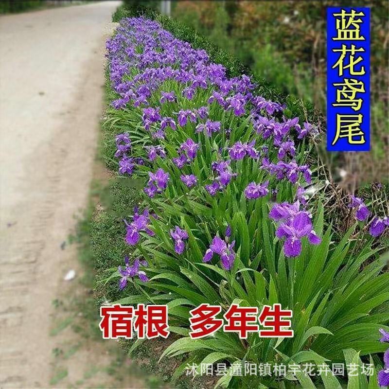 [Cung cấp] Hoa xanh Hạt giống Iris Bướm xanh Hoa tre phẳng Đức Iris Iris Iris Burden Hạt giống hoa