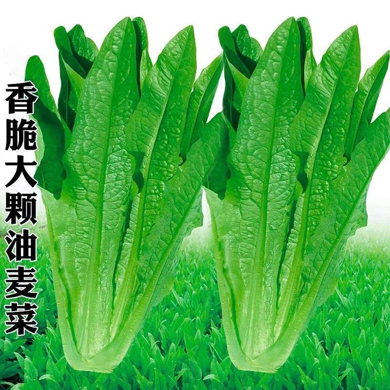 [Farm Preferred] Farm Home-Grown Organic Sweet Crispy Spotless Green Rapeseed Wheat Seed jfhuy505