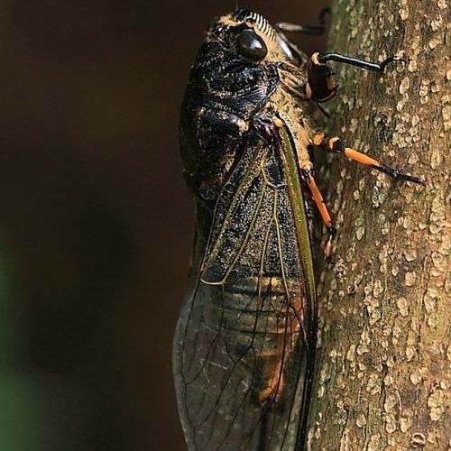 Mẫu Cicada, Cicada màu đen, Mẫu côn trùng thật. Giun gốc không lan rộng cánh
