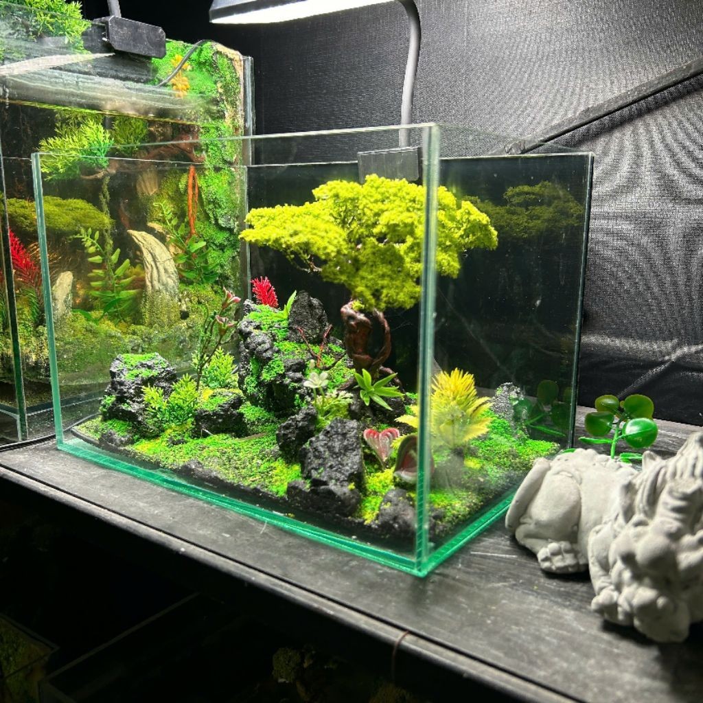 Bể cá mini kích thước 30x20x20 kèm layout siêu đẹp