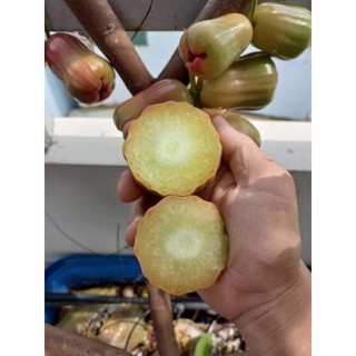 Giống Mận Thái Dài Không Hạt