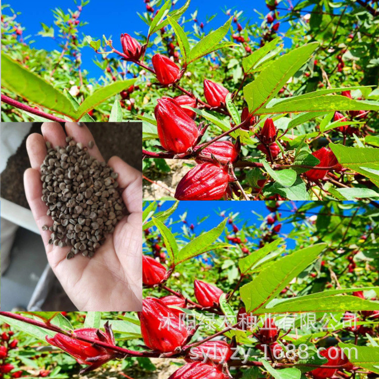 Bán buôn Hạt giống Roselle Cà tím Roselle Roselle Evergreen hoặc Semi-Evergreen Bush Plant