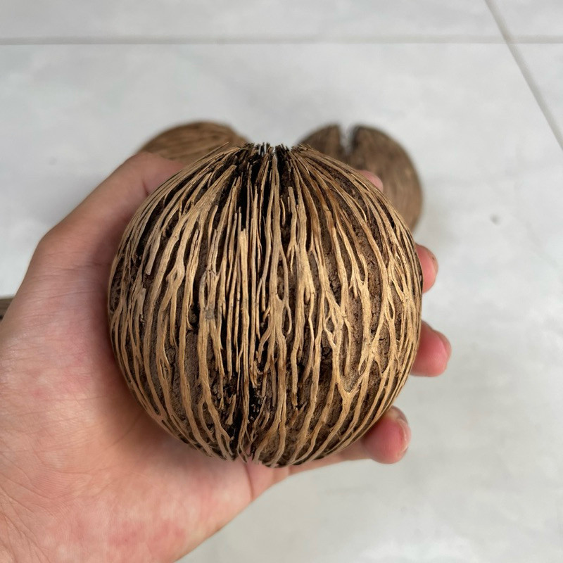 TRÁI DỪA KHÔ NHẬP KHẨU (Quả dừa trang trí thái lan, quả dừa kiểng thái, trái pong pong)