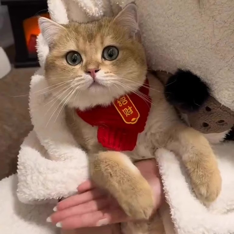 Cat Dog Scarf New Year Pet Accessories Ornament Scarf Red Cute Wool Keep Warm Knitted Christmas Scar