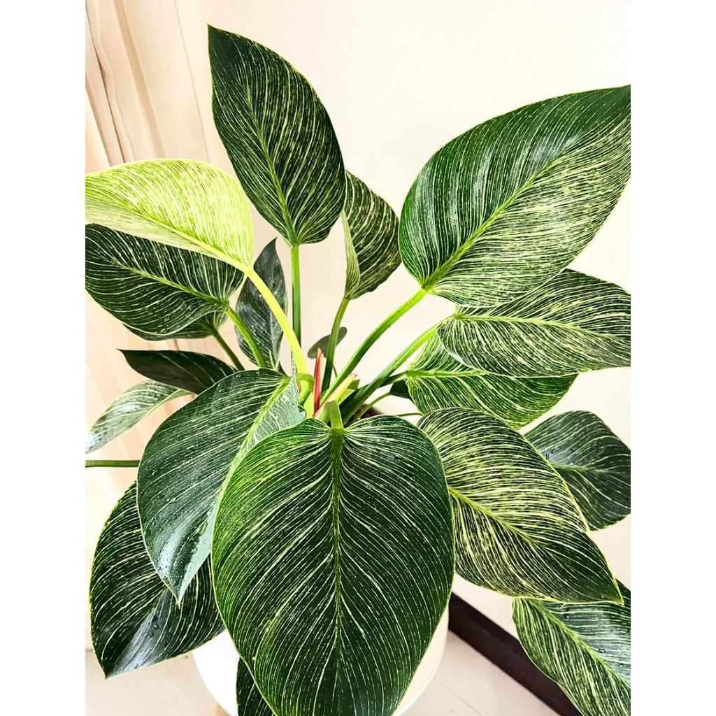 👑 CÂY ĐẾ VƯƠNG KIM CƯƠNG (Philodendron Birkin) 👑Cây decor