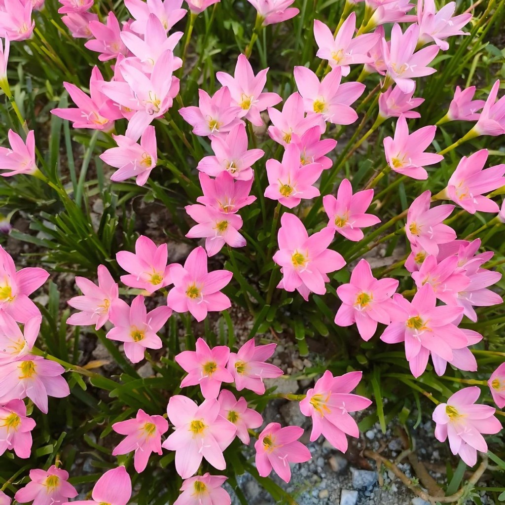 Fengyu Orchid Trồng Bóng Hồng Fengyu Orchid Plant Poted Plant Ball Root Flower Four Seasons Flower G