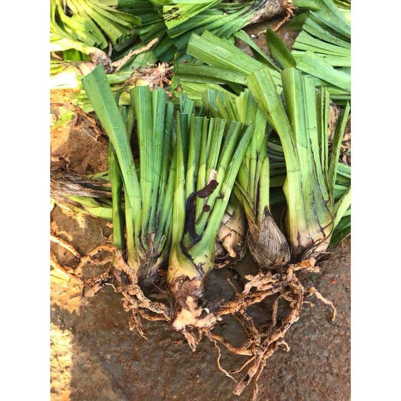 NHÀ VƯỜN GIA BẢO khỏe đẹpCủ Giống Địa Lan Sato màu tím, vàng ( 1 củ )dễ chăm sóc đã bật hỏa tốc