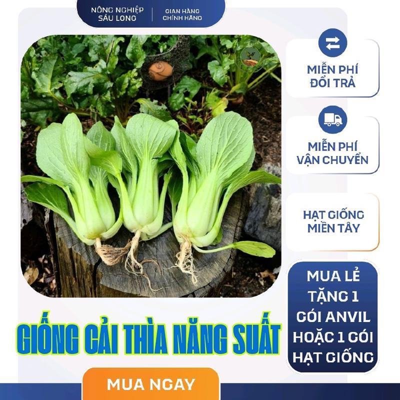 [ CẢI CHÍP CÒN GỌI CẢI THÌA ]  HẠT GIỐNG CẢI THÌA - TỈ LỆ MẦM 90%