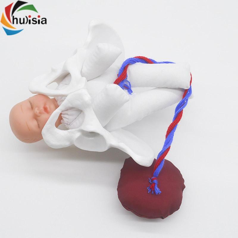 Mẫu Pelvis Nữ Với Mô Hình Pelvis Nữ Mini Cho Bé Học Sinh