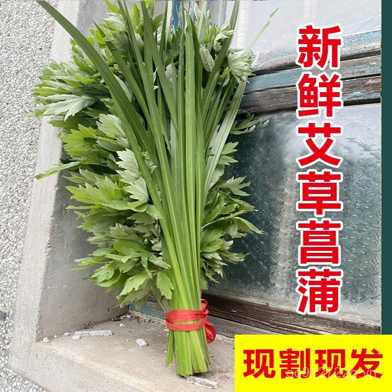 Toàn Bộ Ngải Cứu Ngải Cứu Calamus Handmade Đuổi Muỗi Tươi Dây Đeo Cửa Thanh Rồng Thuyền Lễ Hội Treo 