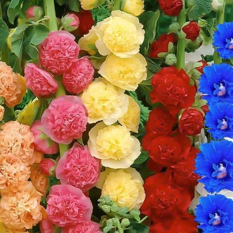 Hạt giống Hollyhock Chate Series - Hoa đẹp cho vườn ngoại thất mùa xuân và thu