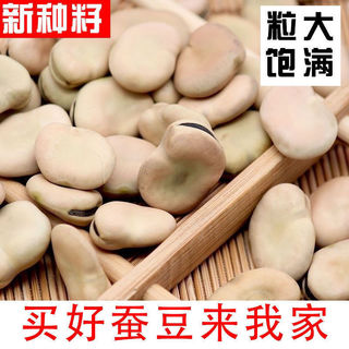 Hạt Đậu Lớn Da Trắng Nhập Khẩu - Phù Hợp Mùa Thu Đông