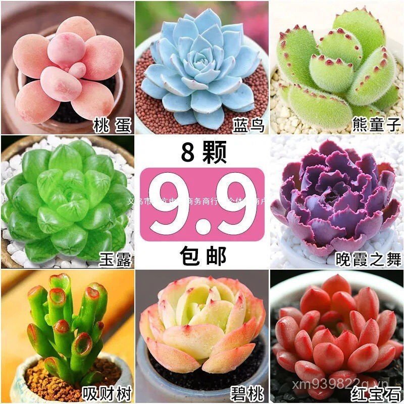 Cửa hàng thị trấn Gấu mọng nước Cậu bé Trứng đào Chihuahua No Eight Yulu Succulents Ruby Earth YSOE
