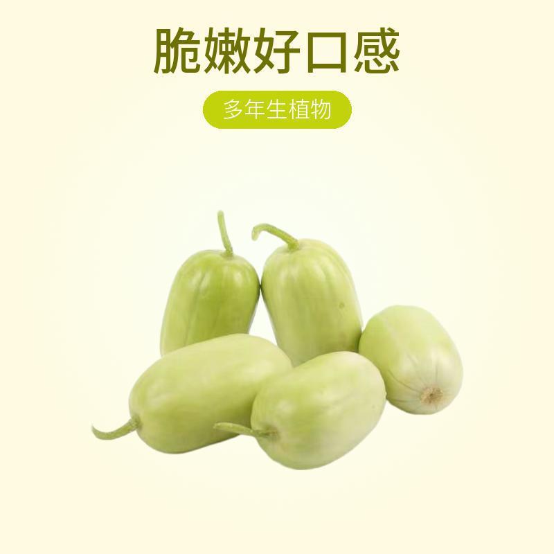 Hạt Giống Dưa Chuột Golden Boy Jade Girl - Chất Lượng Cao