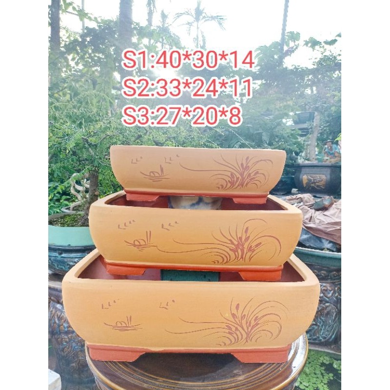 chậu chữ nhật mẫu Tàu trồng bonsai
