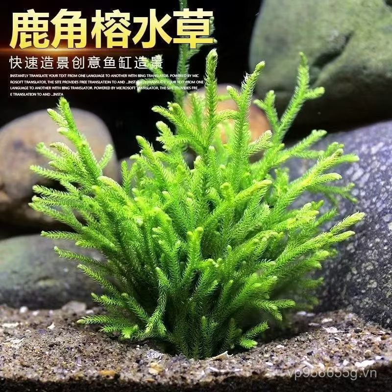 Bể Cá Lười Cỏ Thật Nước Ficus Staghorn Sắt Ficus Cỏ Nước Oxy Chìm Gỗ Vương Miện Staghorn Cảnh Quan C