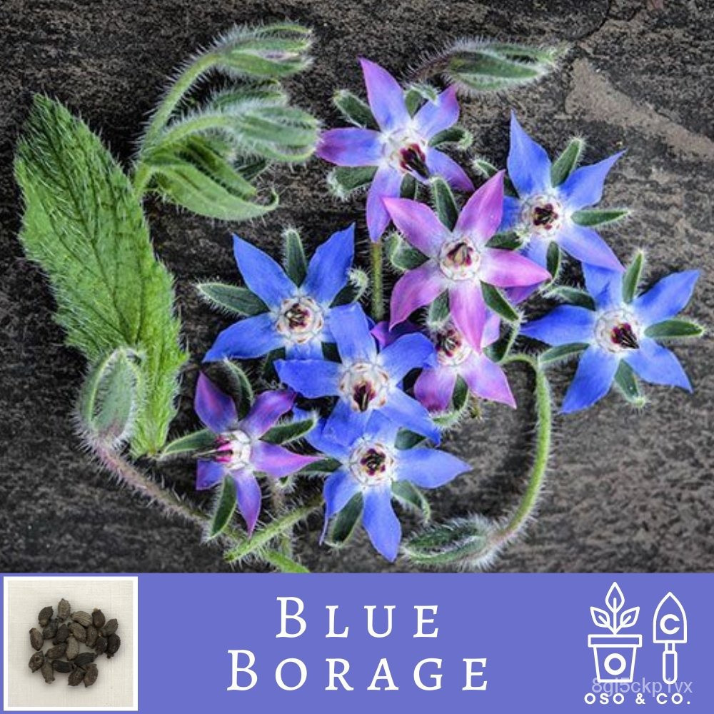 Hạt giống hoa thảo mộc Borage Borago Officinalis Blue Borage Borago Officinalis