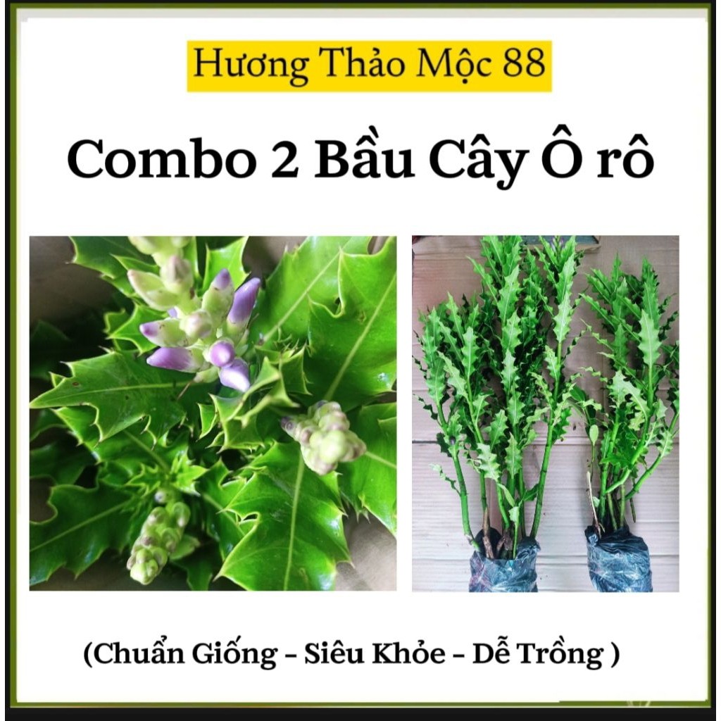 Combo 2 Bầu 5 -7 cây Ô rô nước (cây 0 Khô)