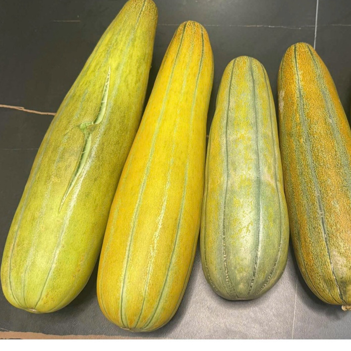 [Mina Garden] 30 Hạt giống dưa gang cao sản_ Dưa cam gang 4kg/ trái