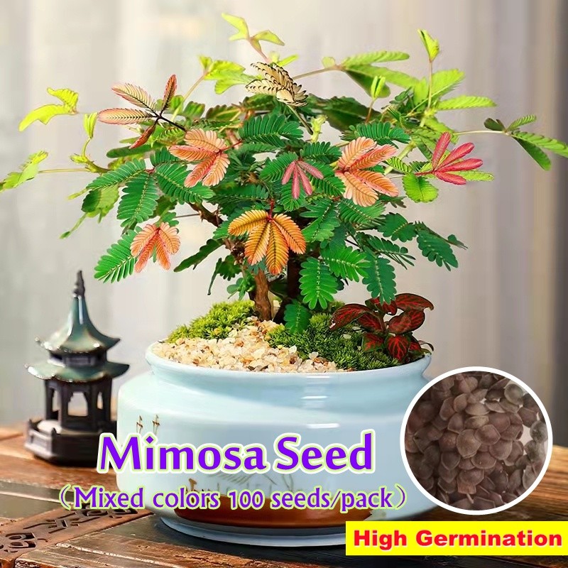 [Trồng trọt tại địa phương] Hạt giống Mimosa Pudica Mimosa để bán (100 cái / túi) ❈ ❈ ❈ 🚚 Hạt giống 