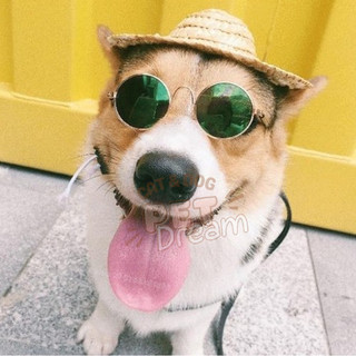 Kính Mắt Thời Trang Cho Thú Cưng