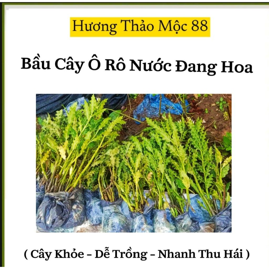 Combo 5 Cây ô rô Nước Đang Ra Hoa Kết Trái( Cụm Cây 0 Khô)