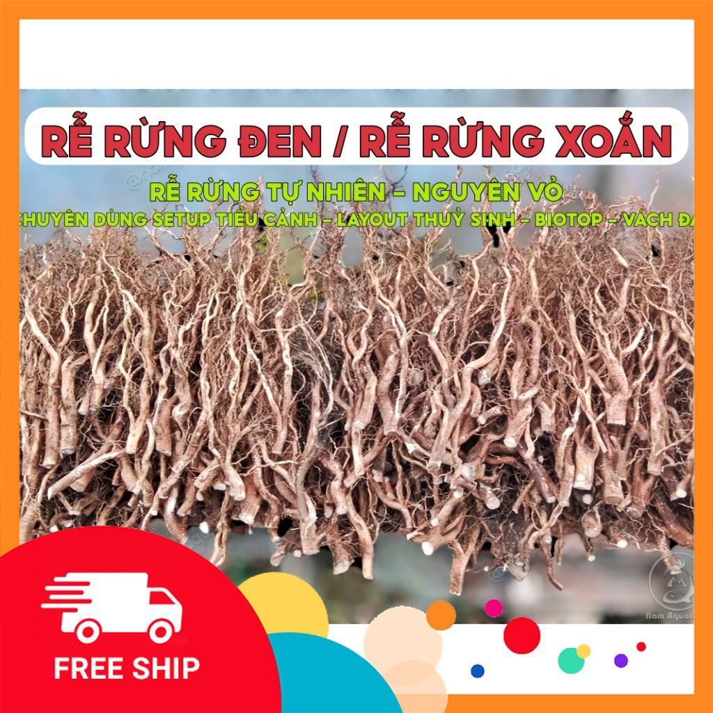 Lũa Rễ Rừng Nguyên Vỏ | Lũa Rễ Dương Trang Trí, Setup Layout Bể Thuỷ Sinh, Biotop, Layout Bán Cạn, L