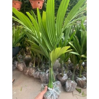 Combo 2 Cây Cau Lùn Tứ quý ( cây nhỡ y hình ) - [cây giống chuẩn]