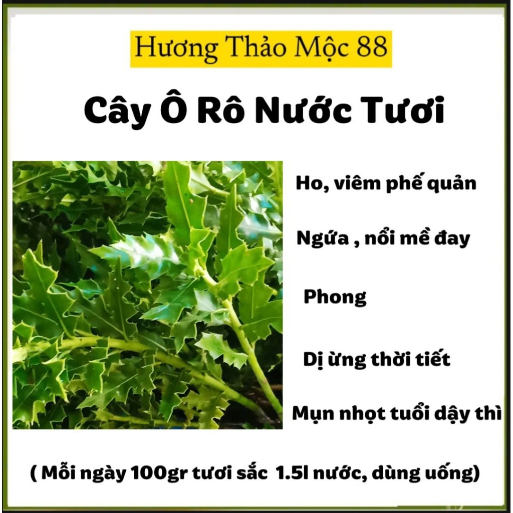 Combo 3 kg Cây Ô Rô Nước Tươi ( 0 Khô)