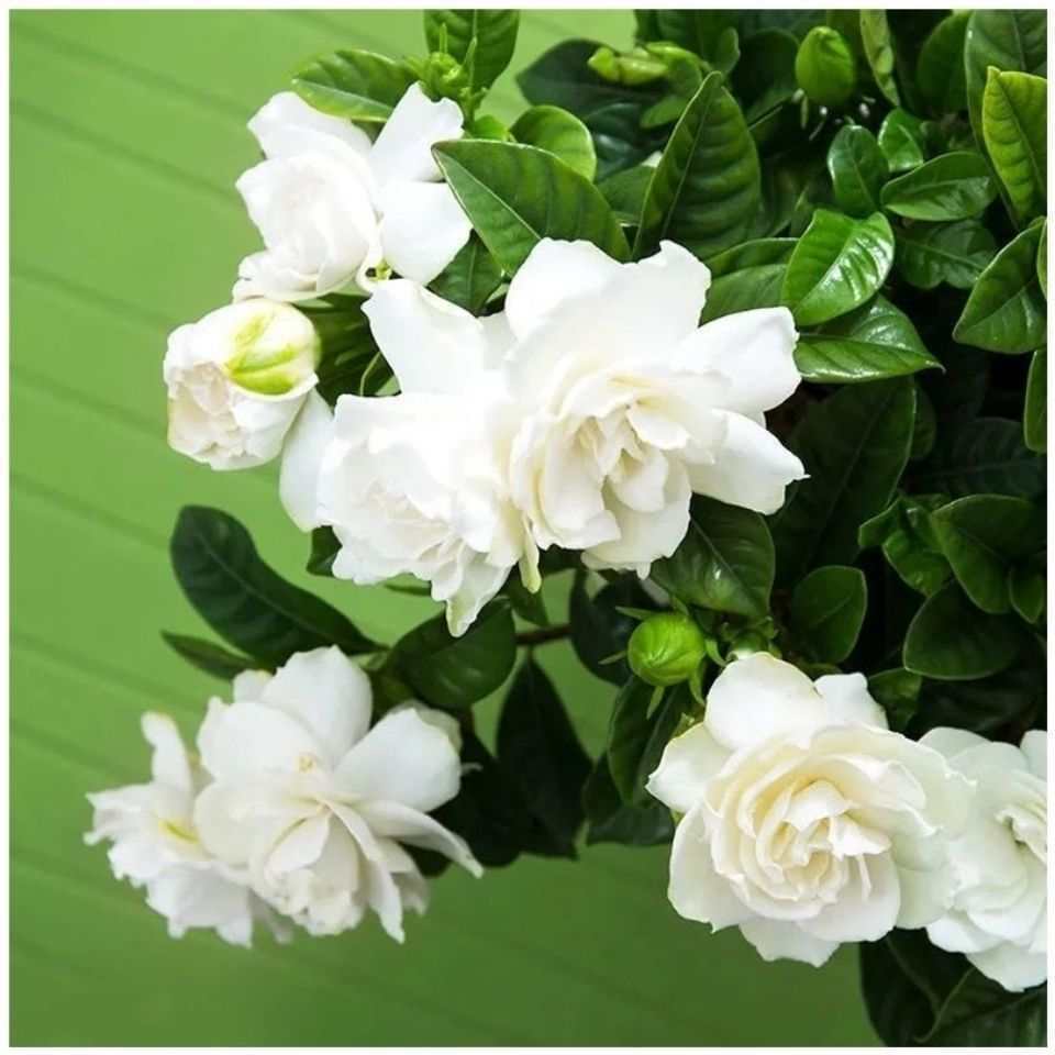 ((Tóc) Hạt giống Gardenia Vàng Hạt giống Gardenia Nhỏ Gardenia Mountain Gardenia Trắng Gardenia Net