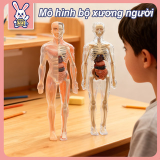 Mô Hình Giải Phẫu Cơ Thể Người 3D - Đồ Chơi Giáo Dục Có Thể Tháo Rời Và Lắp Ráp Nội Tạng Cho Trẻ Em