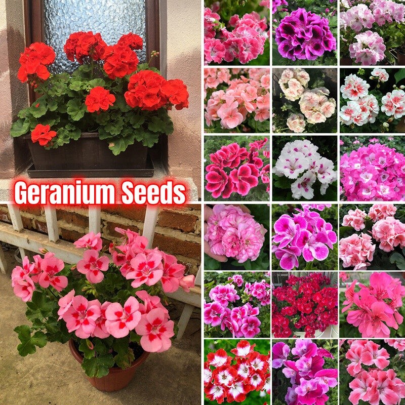 [Trồng tại địa phương] Hạt giống hoa Geranium đôi hiếm 100 cái / túi Astrophytum Asteria Hạt giống c