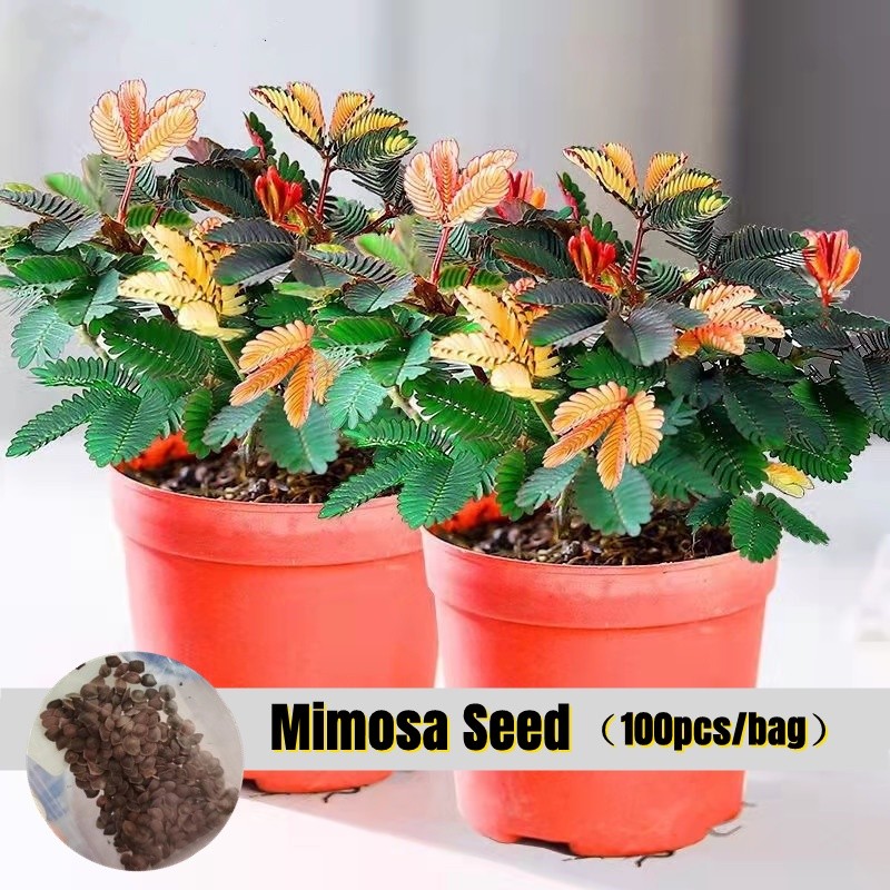 [Trồng tại địa phương] Hạt giống hoa Mimosa màu hỗn hợp (100 hạt / gói) Mimosa Pudica Biji Benih Hạt