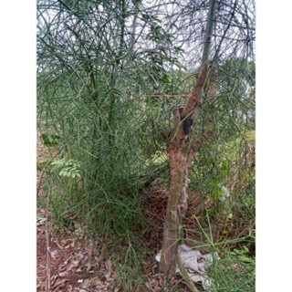 1kg cây giao, xương cá viêm xoang