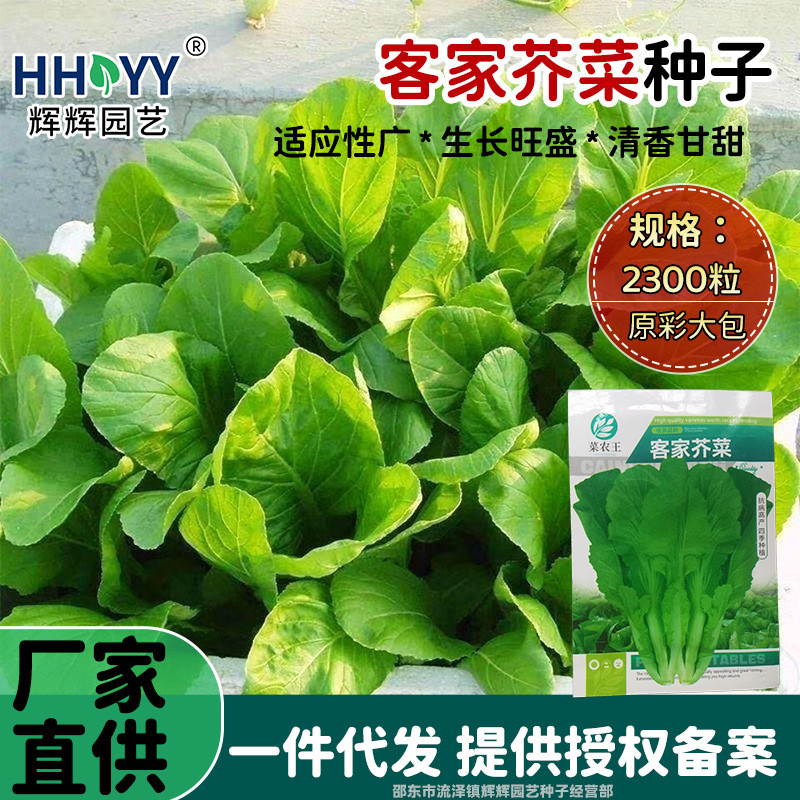 Hạt giống mù tạt Hakka, phù hợp trồng trong chậu hoặc ban công vào mùa hè