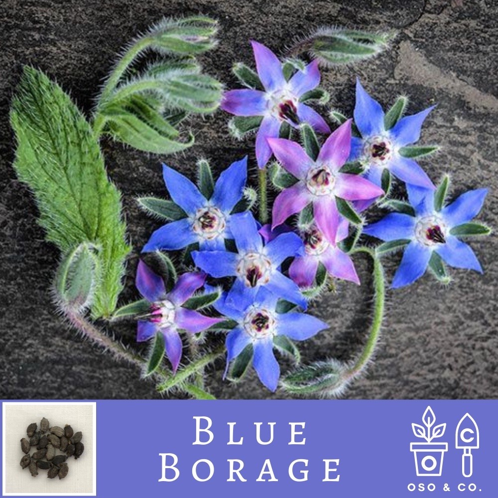 Hạt giống hoa thảo mộc Blue Borage Borago Officinalis (Oso & Co. Bộ sưu tập hạt giống Heirloom)