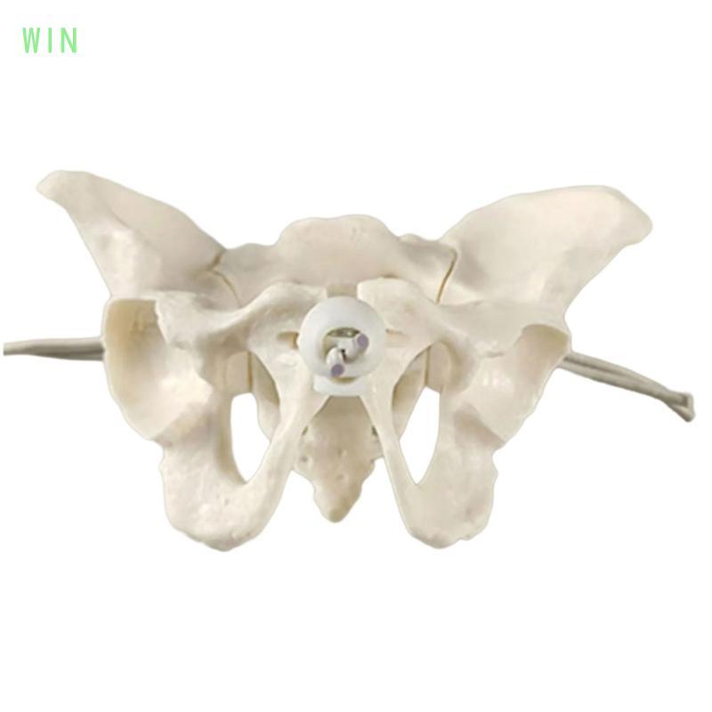 WIN Nữ Pelvis Mô Hình Nữ Pelvis Skeleton Mô Hình Hộ Sinh Mô Hình Giảng Dạy Cho Y Khoa Khoa Học Giáo 