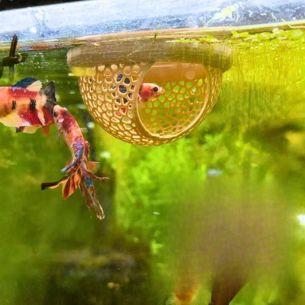 Cá Lounge Phụ kiện bể cá Cá nổi Lounge