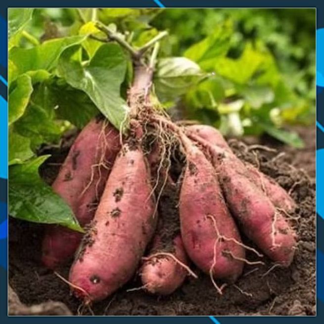 「NÔNG SẢN TƯƠI & NGON-Go」 combo 5kg khoai lang Nhật Size trung ϯầṃ 5-10 củ 1kg