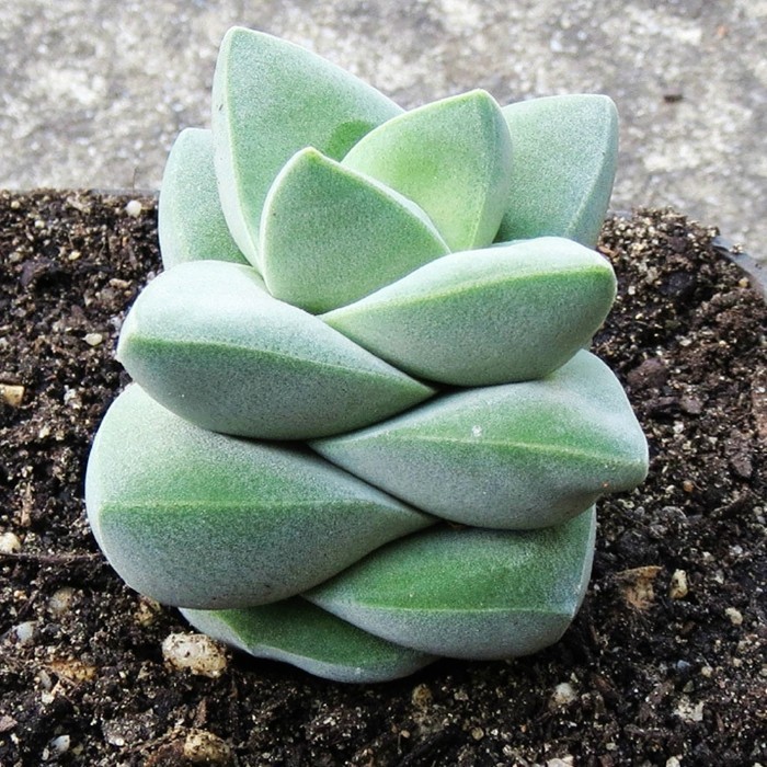 Jizhichuan Succulents Rare Succulents Green Lock Dragons Sementure Đơn Đầu Thịt Dễ Thương Sáng Tạo D