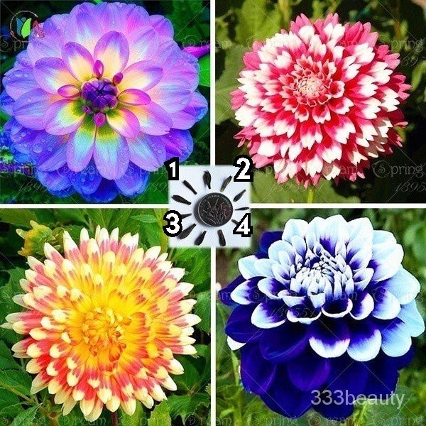 20 Cái / túi Dahlia, Hạt dahlias Màu Hoa Dahlia Cho Khu Vườn Nhà DIY