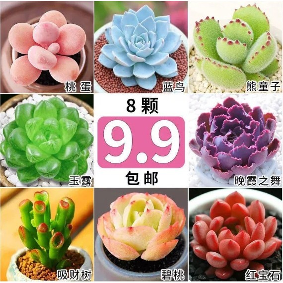 Nước mọng nước Yulu Ruby Bear Boy Peach Egg Chihuahua Town Store Eight No Poting Soil 11.2412.4d
